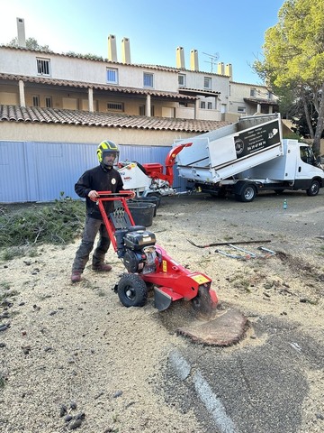 Abattage et rognage d'un pin 