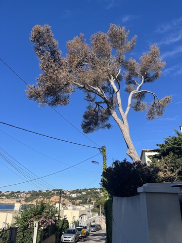 L’abattage d’un arbre mort à Carry le Rouet 