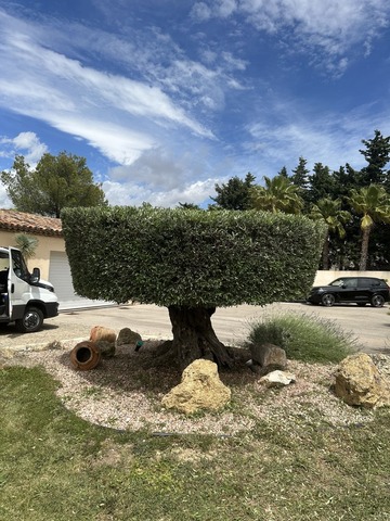 Taille d'un olivier en plateau à Marignane