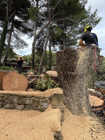  L'abattage d’un Pin à St Mitre les Remparts 