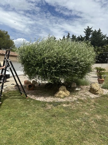 Taille d'un olivier en plateau à Marignane