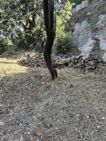 Abattage d'un Pin Infesté par le Phellin à La Couronne