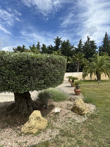 Taille d'un olivier en plateau à Marignane