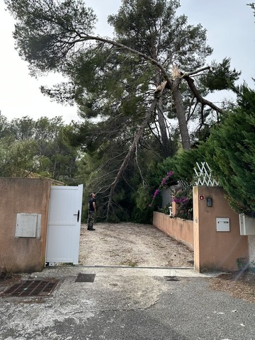 Abattage d'un Pin en urgence - Martigues