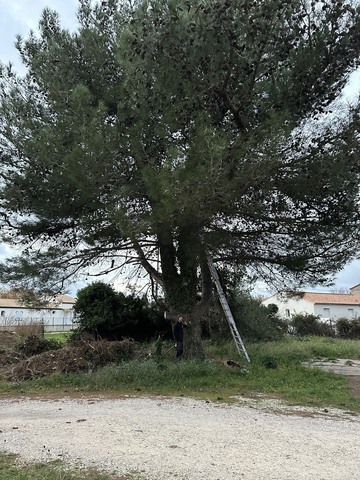 Abattage et rognage d’un pin à Fos-sur-Mer