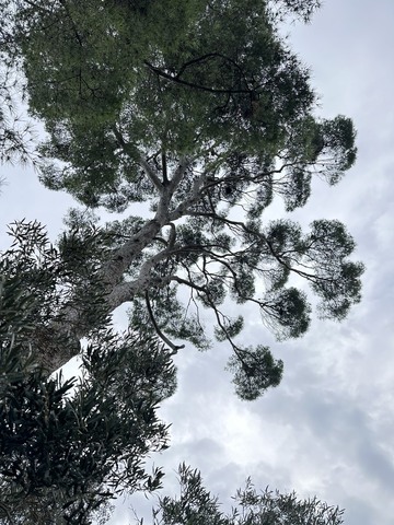 Élagage d’un grand pin au château de Sausset-les-Pins