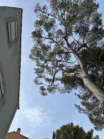 Elagage de deux Pins à Martigues