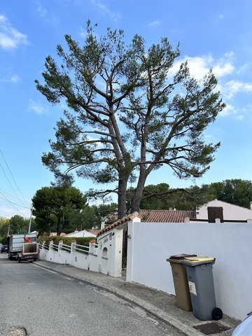 Elagage aéré d'un pin à Martigues