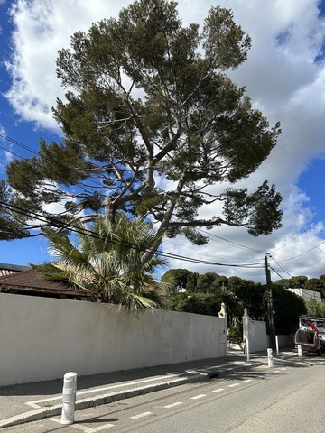 Elagage d'arbres à Carry 