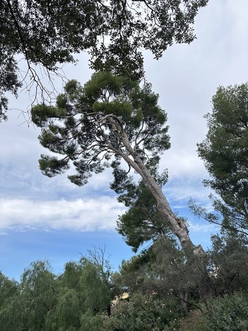 Élagage d’un pin au Château de Sausset