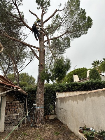 Chantier d’abattage d’un Pin Parasol et rognage de sa souche - Sausset Les Pins