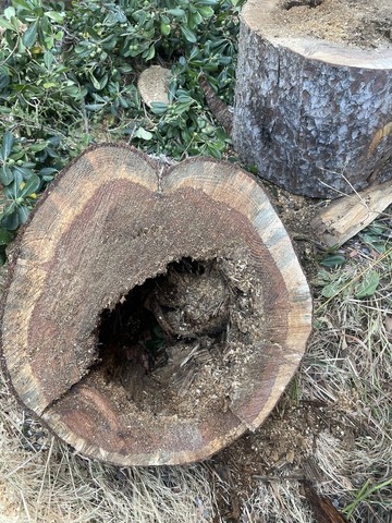 Abattage d'un Pin Infesté par le Phellin à La Couronne