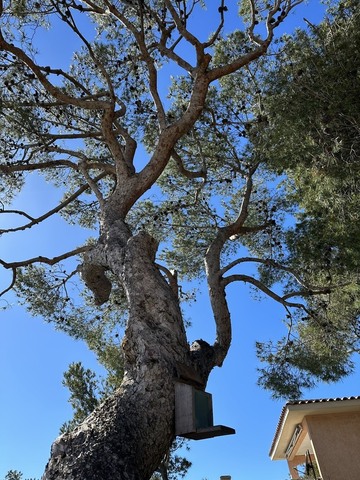 Elagage d’un petit Pin sur la commune de la Couronne 