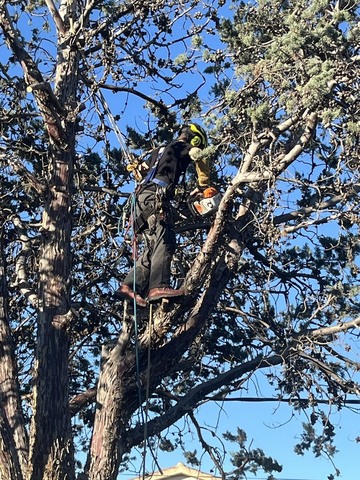 Abattage d’un Cyprès sur la commune de Marignanne