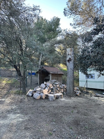 Abbattage d'un pin sur la commune de St Mitre les Remparts