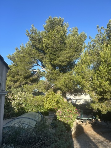 Elagage d'un arbre à Martigues