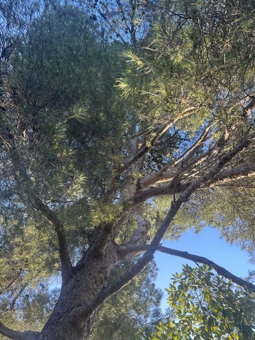 Elagage d'un arbre à Martigues