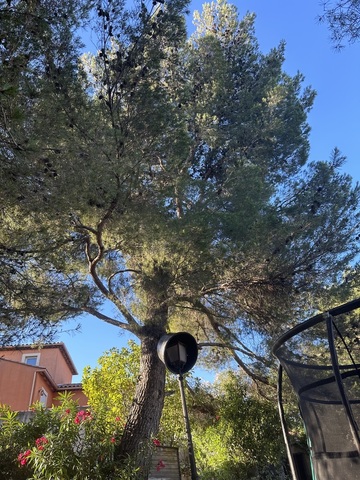 Elagage d'un arbre à Martigues