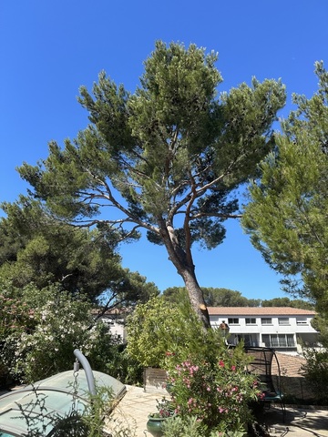 Elagage d'un arbre à Martigues