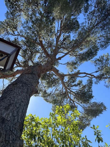 Elagage d'un arbre à Martigues