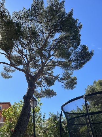 Elagage d'un arbre à Martigues