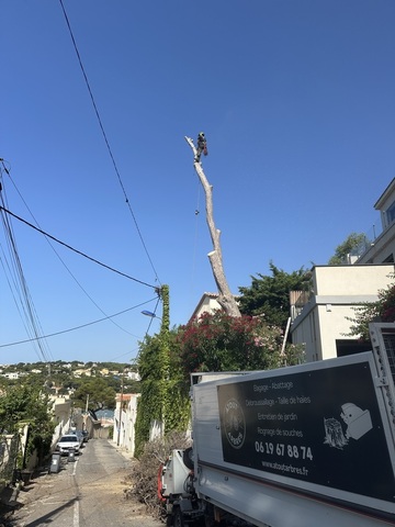 L’abattage d’un arbre mort à Carry le Rouet 