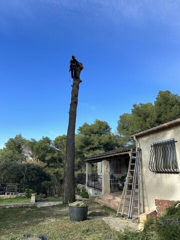 Abattage d’un pin penché à Saint-Mitre-les-Remparts – Sécurité et Expertise