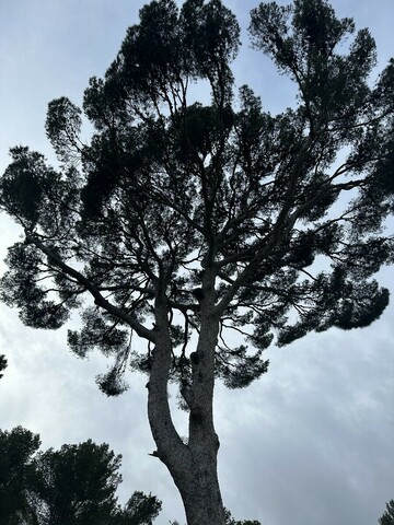  L’élagage d’un pin à Martigues – Une intervention réussie par Atout'Arbres