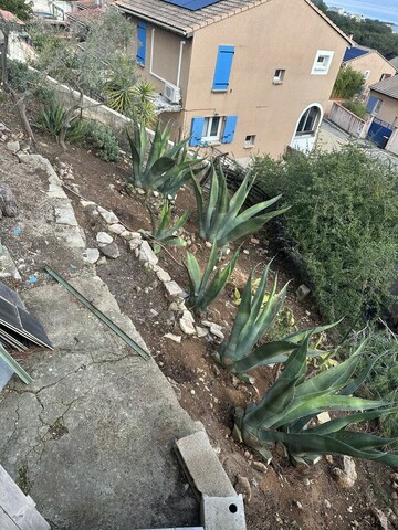 Élagage d'un petit pin et entretien de colline à Martigues