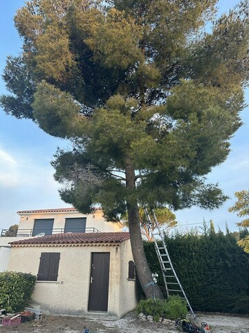 Abattage de pin à Sausset-les-Pins : expertise professionnelle avec Atout'Arbres