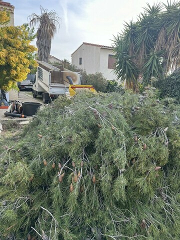 Abattage de pin à Sausset-les-Pins : expertise professionnelle avec Atout'Arbres