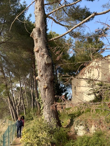 Abattage par démontage de Pins à St Mitre les Remparts