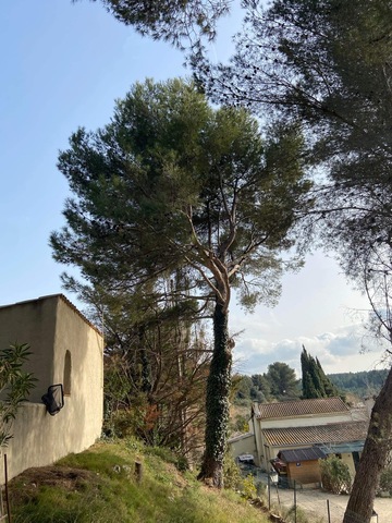 Abattage par démontage de Pins à St Mitre les Remparts