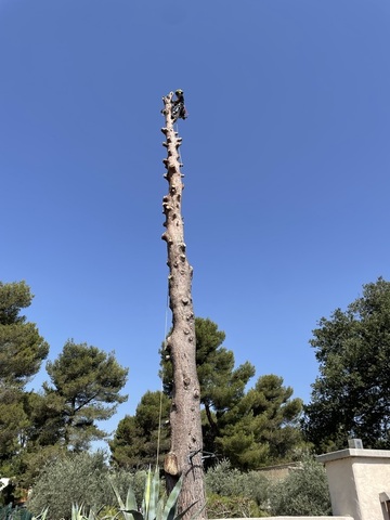 Abattage par démontage d’un Pin d’Alep sur la commune de Velau