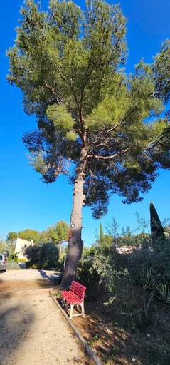 Abattage par démontage d’un Pin d’Alep sur la commune de Velau