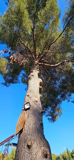 Abattage par démontage d’un Pin d’Alep sur la commune de Velau