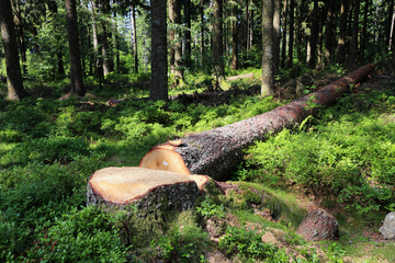 prix d'un abattage d'arbre Fos-sur-Mer