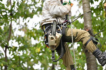 Pour votre entretien d'arbres annuel, faites confiance à Atout'Arbres